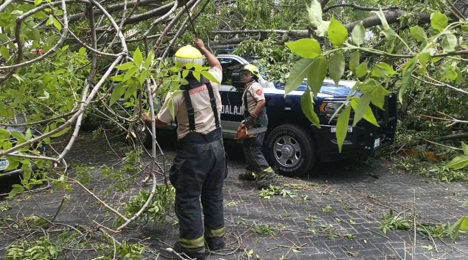 Durante la supervisión de los trabajos, el árbol no presentaba señales visibles de deterioro o afectaciones sanitarias que advirtieran un posible riesgo de caída. COORDINACIÓN MUNICIPAL DE PROTECCIÓN CIVIL Y BOMBEROS DE GUADALAJARA