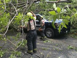 Durante la supervisión de los trabajos, el árbol no presentaba señales visibles de deterioro o afectaciones sanitarias que advirtieran un posible riesgo de caída. COORDINACIÓN MUNICIPAL DE PROTECCIÓN CIVIL Y BOMBEROS DE GUADALAJARA