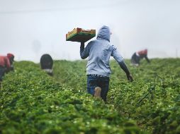 La agricultura es una actividad incierta y el riesgo siempre va a existir. UNSPLASH / T. MOSSHOLDER