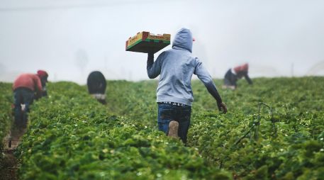 La agricultura es una actividad incierta y el riesgo siempre va a existir. UNSPLASH / T. MOSSHOLDER