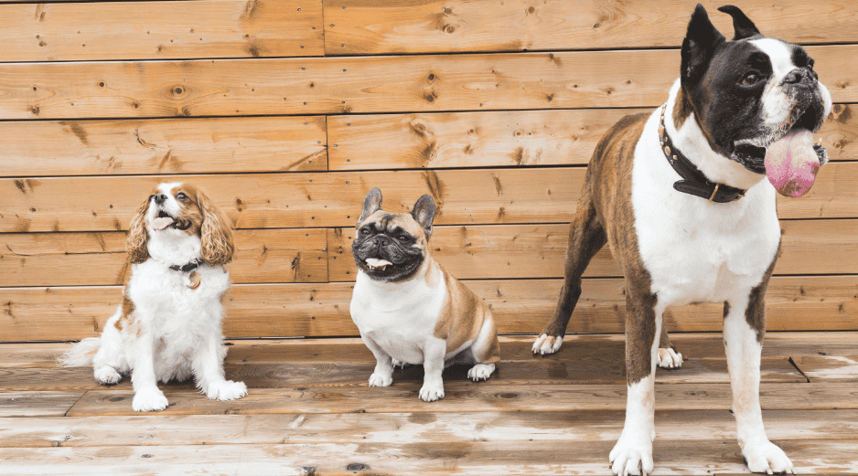 De acuerdo con información de un reconocido portal especializado en cuidado animal, la genética de ciertas razas determina un comportamiento naturalmente pacífico.  CANVA