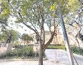 Personal municipal plantó el ejemplar frente a la Rotonda de los Jaliscienses Ilustres. ESPECIAL