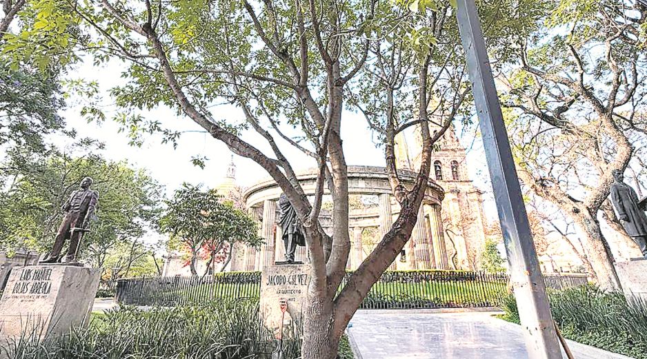 Personal municipal plantó el ejemplar frente a la Rotonda de los Jaliscienses Ilustres. ESPECIAL