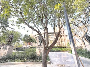 Personal municipal plantó el ejemplar frente a la Rotonda de los Jaliscienses Ilustres. ESPECIAL