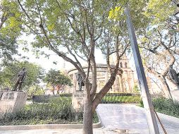 Personal municipal plantó el ejemplar frente a la Rotonda de los Jaliscienses Ilustres. ESPECIAL