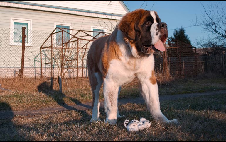 Estas razas de perros traen consigo retos únicos y responsabilidades financieras que debes considerar seriamente antes de la adopción. UNSPLASH / V. RUDKOV