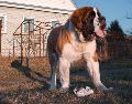 Estas razas de perros traen consigo retos únicos y responsabilidades financieras que debes considerar seriamente antes de la adopción. UNSPLASH / V. RUDKOV