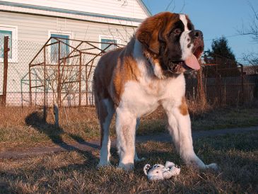 Estas razas de perros traen consigo retos únicos y responsabilidades financieras que debes considerar seriamente antes de la adopción. UNSPLASH / V. RUDKOV