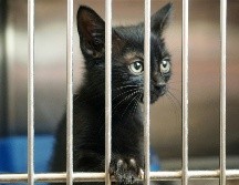 Las familias reciben orientación básica sobre cuidados y entrenamiento para fortalecer el vínculo con su nueva mascota. Unsplash
