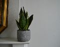 La lengua de suegra continúa siendo una de las plantas favoritas para interiores. Unsplash