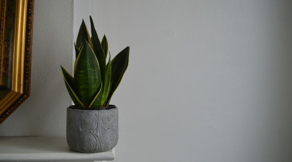 La lengua de suegra continúa siendo una de las plantas favoritas para interiores. Unsplash