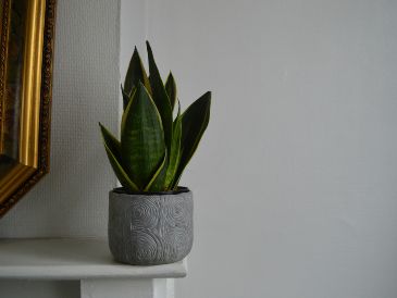 La lengua de suegra continúa siendo una de las plantas favoritas para interiores. Unsplash