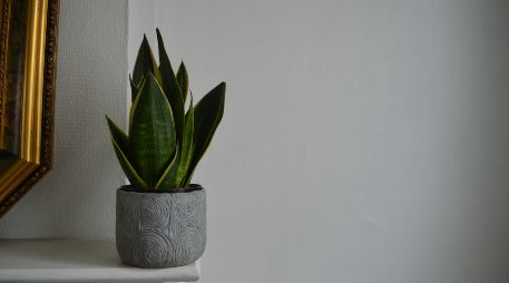 La lengua de suegra continúa siendo una de las plantas favoritas para interiores. Unsplash
