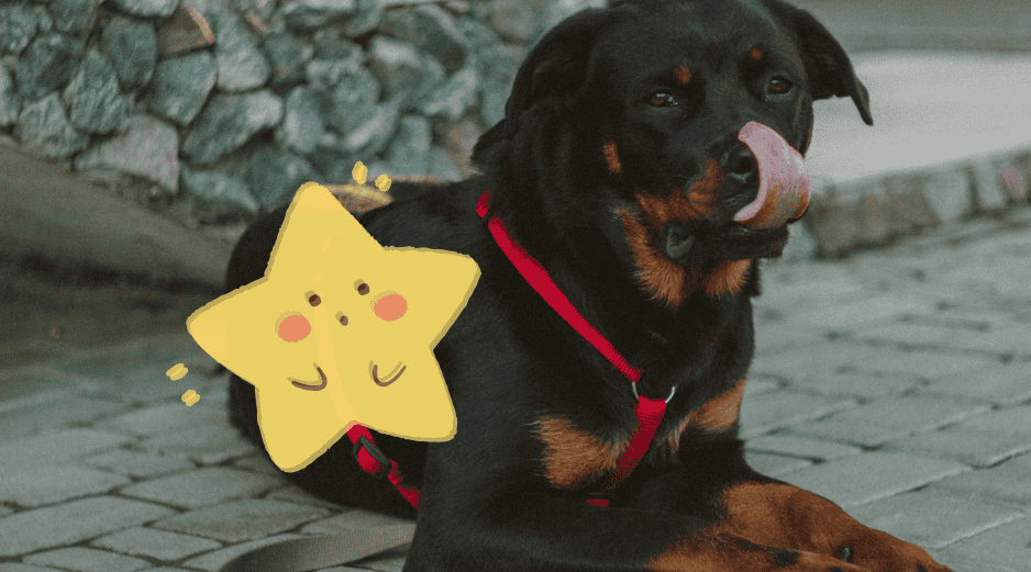 Aunque estas razas tienen fama de ser intimidantes, la mayoría son perros muy afectuosos con su familia. ESPECIAL