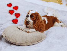 Los perros poseen glándulas sudoríparas en las almohadillas de sus patas, las cuales liberan feromonas únicas cuando rascan una superficie. ESPECIAL / CANVA