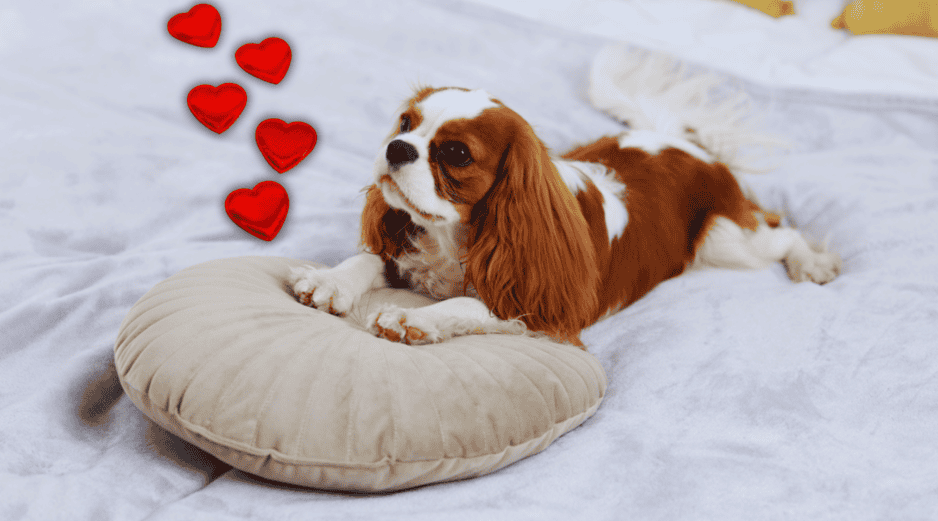 Los perros poseen glándulas sudoríparas en las almohadillas de sus patas, las cuales liberan feromonas únicas cuando rascan una superficie. ESPECIAL / CANVA
