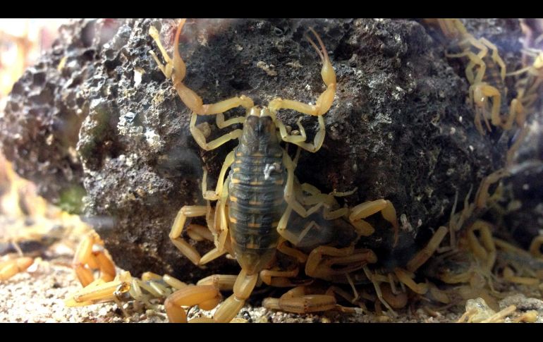 Alejar a los alacranes sin necesidad de químicos es posible: sólo necesitas lavanda y canela. EL INFORMADOR/ARCHIVO