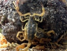 Alejar a los alacranes sin necesidad de químicos es posible: sólo necesitas lavanda y canela. EL INFORMADOR/ARCHIVO
