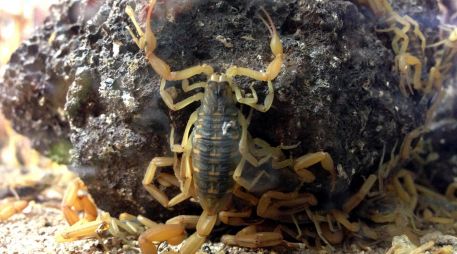Alejar a los alacranes sin necesidad de químicos es posible: sólo necesitas lavanda y canela. EL INFORMADOR/ARCHIVO