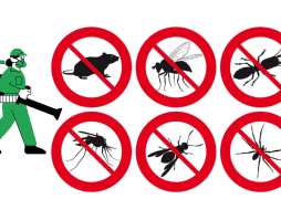 El uso de productos químicos además de ser ineficaz, empeora el problema al forzar la evolución de las especies. Mientras que los remedios caseros funcionan mediante mecanismos físicos o de interrupción sensorial a los cuales los insectos no pueden desarrollar resistencia biológica, lo que garantiza que los métodos domésticos mantengan su efectividad a largo plazo sin comprometer la salud ambiental del hogar. ESPECIAL CANVA
