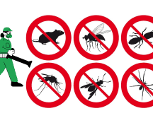 El uso de productos químicos además de ser ineficaz, empeora el problema al forzar la evolución de las especies. Mientras que los remedios caseros funcionan mediante mecanismos físicos o de interrupción sensorial a los cuales los insectos no pueden desarrollar resistencia biológica, lo que garantiza que los métodos domésticos mantengan su efectividad a largo plazo sin comprometer la salud ambiental del hogar. ESPECIAL CANVA