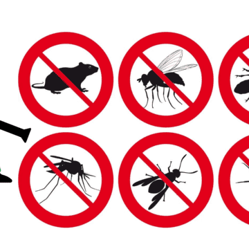 El uso de productos químicos además de ser ineficaz, empeora el problema al forzar la evolución de las especies. Mientras que los remedios caseros funcionan mediante mecanismos físicos o de interrupción sensorial a los cuales los insectos no pueden desarrollar resistencia biológica, lo que garantiza que los métodos domésticos mantengan su efectividad a largo plazo sin comprometer la salud ambiental del hogar. ESPECIAL CANVA