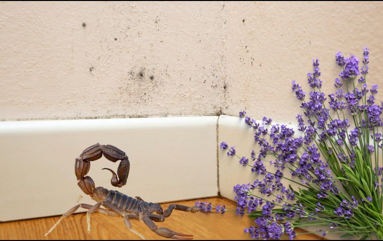 La lavanda, la canela y la ceniza pueden ayudar a mantener alejados a los alacranes durante la temporada de calor. ESPECIAL / CANVA