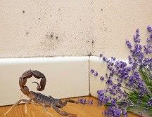La lavanda, la canela y la ceniza pueden ayudar a mantener alejados a los alacranes durante la temporada de calor. ESPECIAL / CANVA