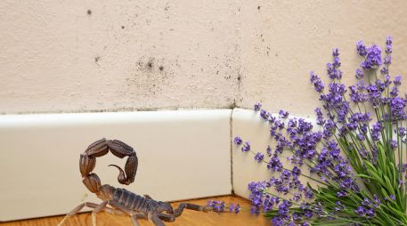La lavanda, la canela y la ceniza pueden ayudar a mantener alejados a los alacranes durante la temporada de calor. ESPECIAL / CANVA