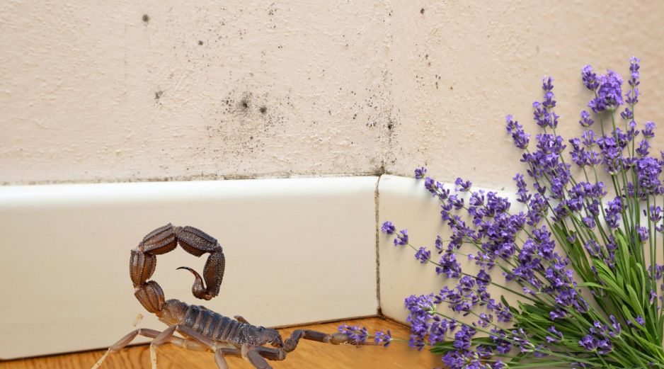 La lavanda, la canela y la ceniza pueden ayudar a mantener alejados a los alacranes durante la temporada de calor. ESPECIAL / CANVA