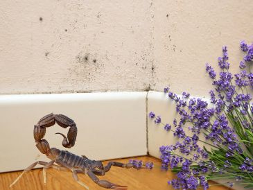 La lavanda, la canela y la ceniza pueden ayudar a mantener alejados a los alacranes durante la temporada de calor. ESPECIAL / CANVA