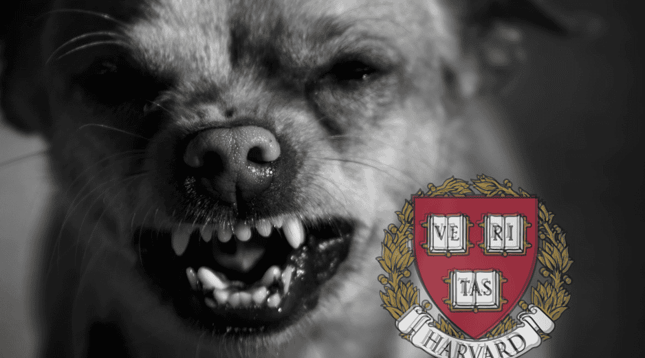 Los perros suelen reaccionar de manera agresiva cuando se sienten amenazados y estresados. EL INFORMADOR/ARCHIVO