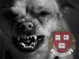 Los perros suelen reaccionar de manera agresiva cuando se sienten amenazados y estresados. EL INFORMADOR/ARCHIVO