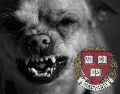 Los perros suelen reaccionar de manera agresiva cuando se sienten amenazados y estresados. EL INFORMADOR/ARCHIVO