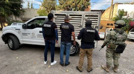 Los elementos procedieron a la inmediata detención de David “N” por los delitos de maltrato animal y cohecho. ESPECIAL/ Fiscalía de Jalisco.