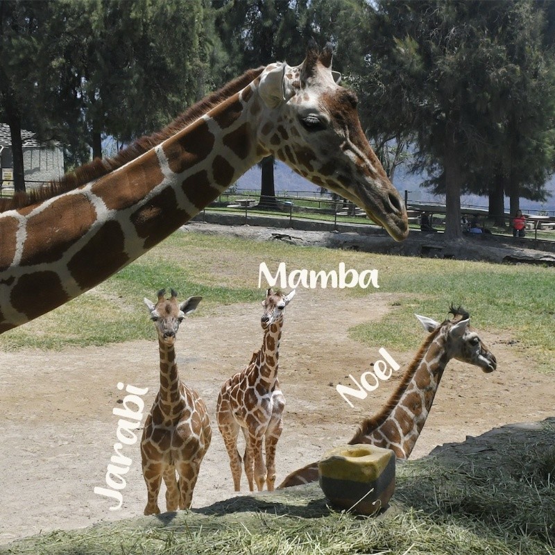 &nbsp;ESPECIAL/ Zoológico Guadalajara.