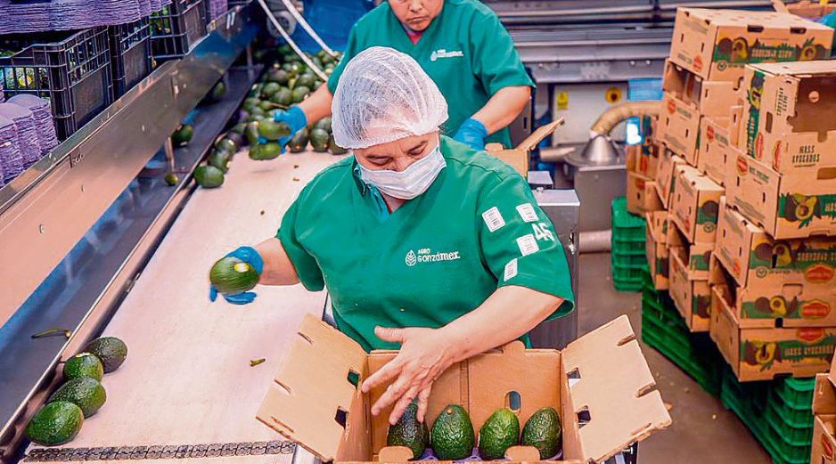 Operadoras trabajan en la selección y empaque de aguacate en plantas de procesamiento, clave en la cadena de exportación del fruto mexicano. ESPECIAL