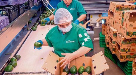 Operadoras trabajan en la selección y empaque de aguacate en plantas de procesamiento, clave en la cadena de exportación del fruto mexicano. ESPECIAL