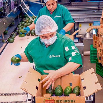 Operadoras trabajan en la selección y empaque de aguacate en plantas de procesamiento, clave en la cadena de exportación del fruto mexicano. ESPECIAL
