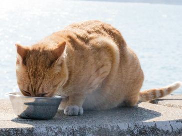 La higiene de estos utensilios es fundamental para cuidar el organismo de los animales domésticos. UNSPLASH / CHERYL NG