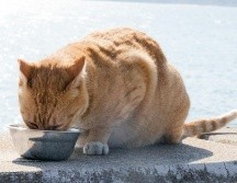 La higiene de estos utensilios es fundamental para cuidar el organismo de los animales domésticos. UNSPLASH / CHERYL NG