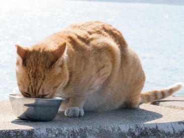 La higiene de estos utensilios es fundamental para cuidar el organismo de los animales domésticos. UNSPLASH / CHERYL NG