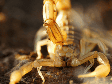 Estados como Jalisco, Nayarit, Guerrero y Durango registran constantemente reportes relacionados con picaduras de alacrán, especialmente durante los meses más calurosos del año. CANVA