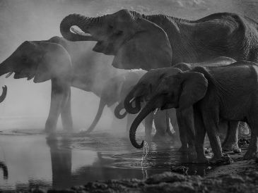 El santuario ofrece a los turistas actividades como bañar y alimentar a "elefantes entrenados por naturalistas", según su página web. Unsplash