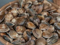El trabajo analiza restos de moluscos marinos -conchas de caracolillos y lapas- recuperados de la cueva de los Aviones. Pexels