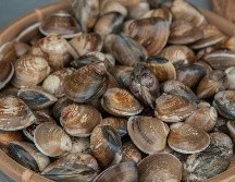 El trabajo analiza restos de moluscos marinos -conchas de caracolillos y lapas- recuperados de la cueva de los Aviones. Pexels