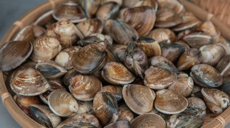 El trabajo analiza restos de moluscos marinos -conchas de caracolillos y lapas- recuperados de la cueva de los Aviones. Pexels