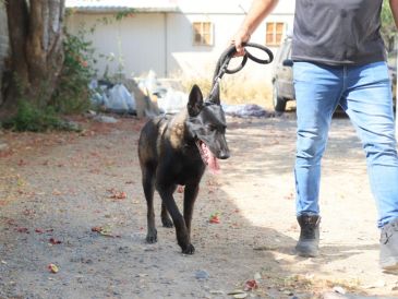 La presidenta municipal, Laura Imelda Pérez Segura, reiteró el compromiso de su administración con la protección y defensa de los animales. CORTESÍA/ Gobierno de Tlaquepaque