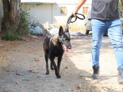 La presidenta municipal, Laura Imelda Pérez Segura, reiteró el compromiso de su administración con la protección y defensa de los animales. CORTESÍA/ Gobierno de Tlaquepaque
