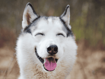 Aunque la sonrisa canina sigue siendo debatida, sí existen señales ampliamente reconocidas de bienestar en perros. CANVA